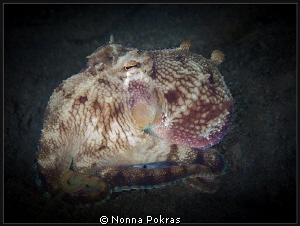 Small coconut octopus by Nonna Pokras 
